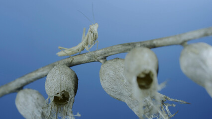 Closeup of small praying mantis sits on Henbane dry flowers on blue sky background. Crimean praying mantis (Ameles heldreichi) female on Black Henbane (Hyoscyamus niger). Macro shot