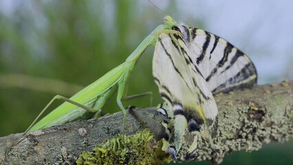 Green praying mantis sits on a tree branch and eats big butterfly caught. European mantis (Mantis religiosa) and Scarce swallowtail butterfly (Iphiclides podalirius). Macro shot