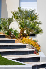 Palmier et plante fleurie dans un petit jardin paysagé moderne.