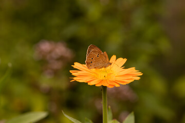 Przestrojnik trawnik.
