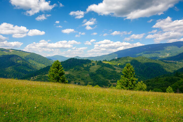 Fototapeta na wymiar green field on the hill in mountains. wonderful carpathian countryside scenery on a sunny day with fluffy clouds. blooming herbs among the grass
