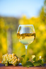 Verre de vin blanc au milieu des vignes en France.