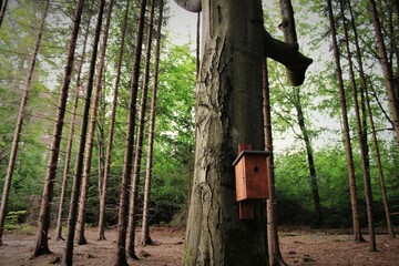 Birdhouse in a forest