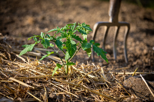 Jeune plan de tomate et fourche dans un jardin potager en permaculture.