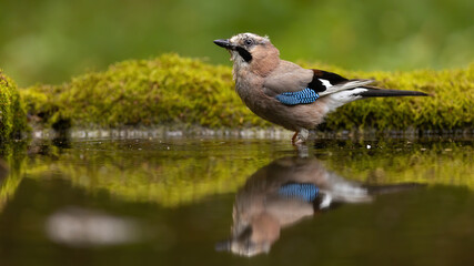 Eurasian jay, garrulus glandarius, sitting in shallow water with green moss in backgrund. Symmetrical horizontal composition of a bird drinking and its reflection on a surface of splash.