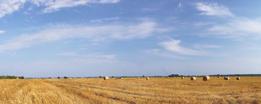 Yellow harvested field with haystacks large panoramic view