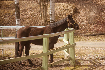 A brown horse stands in a paddock near the fence