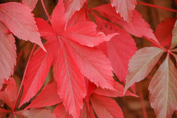 Close-up of red fall (autumn) leaves on a tree splayed like a hand