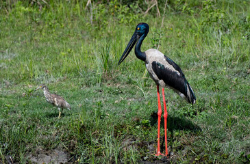 A Beautiful stork