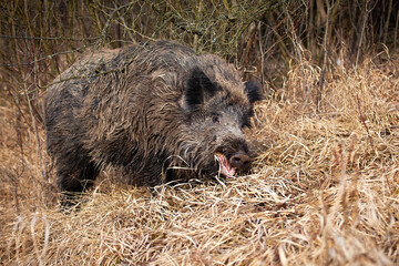 Wild boar, sus scrofa, feeding on dry grassland in autumn nature. Brown swine chewing on hay in fall environment. Wild mammal with tusks eating on field.