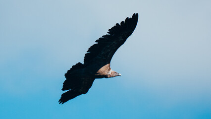 Vulture flying with outstretched wings