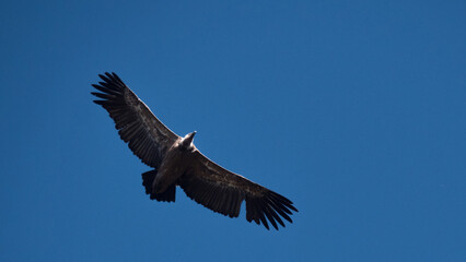 Vulture flying with outstretched wings