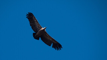 Vulture flying with outstretched wings