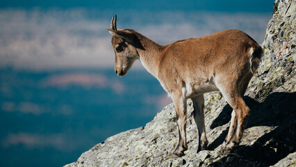 Mountain goat breeding in the mountains
