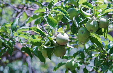 A green apple on a branch of an apple tree