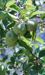 A green apple on a branch of an apple tree