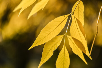 Close-up of yellow fall (autumn) leaves on a tree, against a blurred yellow and black background
