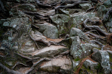 Roots among the rocks