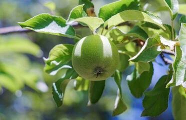 A green apple on a branch of an apple tree