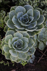 Plant of the succulent family, photographed in the municipality of Oliveira do Bairro, Aveiro, Portugal.