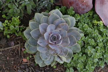 Plant of the succulent family, photographed in the municipality of Oliveira do Bairro, Aveiro, Portugal.