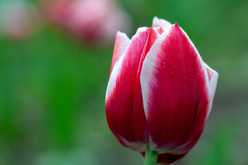 Close-up of a red and white tulip with a field of flowers in the background