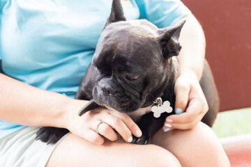 black French bulldog in the hands of the owner Love and care for dogs