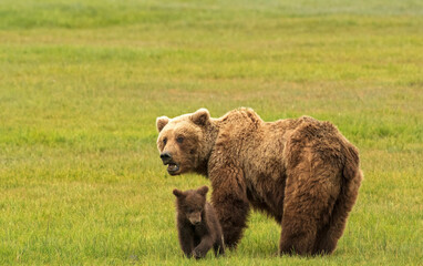 Grizzly Bear Sow And Cub In Lake Clark National Park