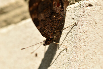 Butterfly hives with folded wings side view.