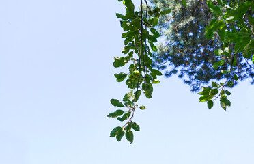 A green apple on a tree branch