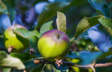 A green apple on a tree branch