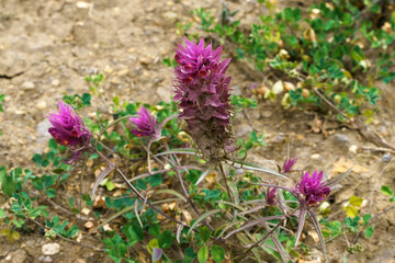Wild field melampyrum arvense close-up