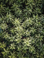 Aerial Drone Palm Trees on Island