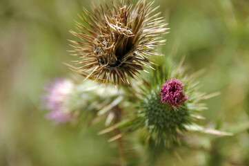 Close-up of a thistle changing with the seasons against a blurred background