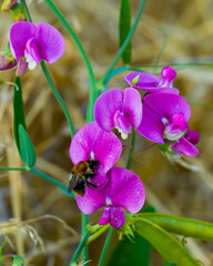 Fototapeta na wymiar Summer sketch in the meadow, bee on sweet pea flowers on colored blurred background