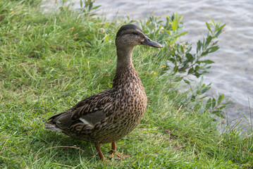 Female Mallard looking after the chickens.