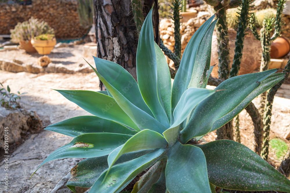 Wall mural a huge agave in the garden as a decoration of urban landscape design