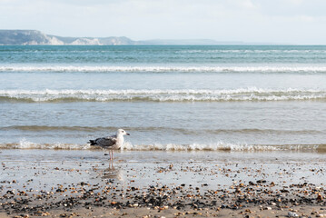 Seagull on sandy beach