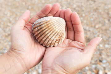 Rough cockle shell or Acanthocardia tuberculata