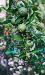 A green apple on a tree branch