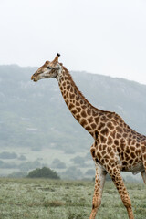 Giraffe Safari