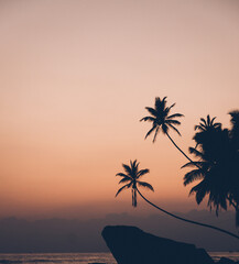 Obraz premium Sunset Palms