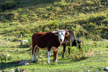 Fototapeta na wymiar two bulls in a meadow. the bull looks into the camera