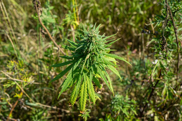 bush of wild cannabis top view. Weed hemp