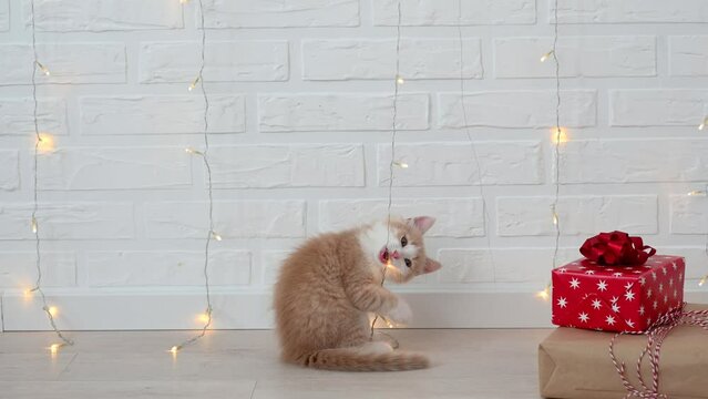 cute fluffy ginger kitten cat plays with Christmas decorations in the apartment on a light background close-up. High quality 4k footage