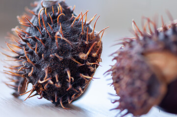 Close-up of an chestnut on a wooden table