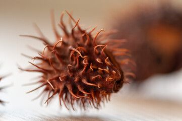 Close-up of an chestnut on a wooden table