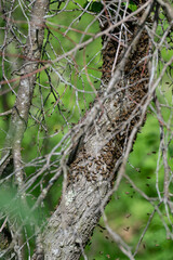 A small swarm of bees swarms on a tree in the garden.