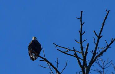 Eagle resting under a blue sky