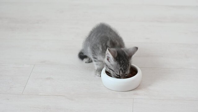 cute fluffy gray kitten cat eats food in the apartment on a light background large licks. High quality 4k footage